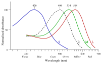 photoreceptor response