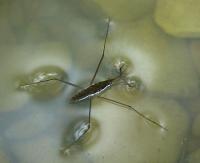 water strider